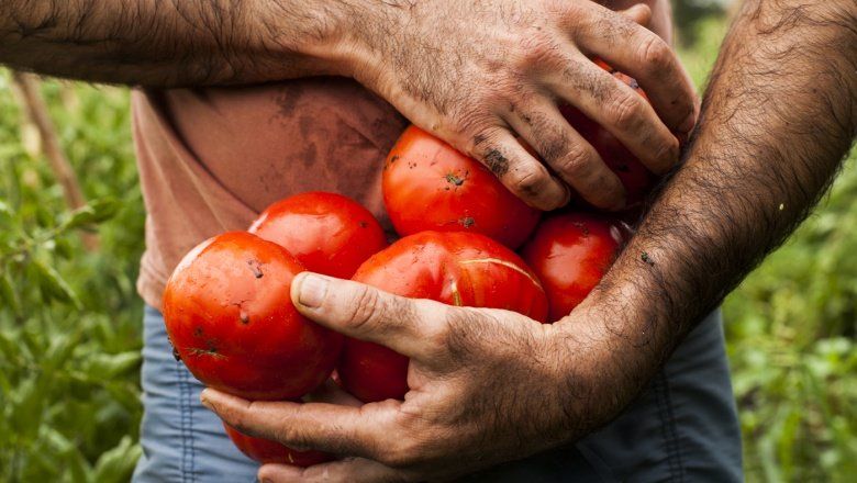 Greenpeace contra los tomates mutantes: un hilo de twitter esclarecedor
