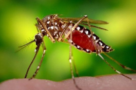 por el cambio climatico y las migraciones, aumentan las chances de contraer dengue este verano en la plata