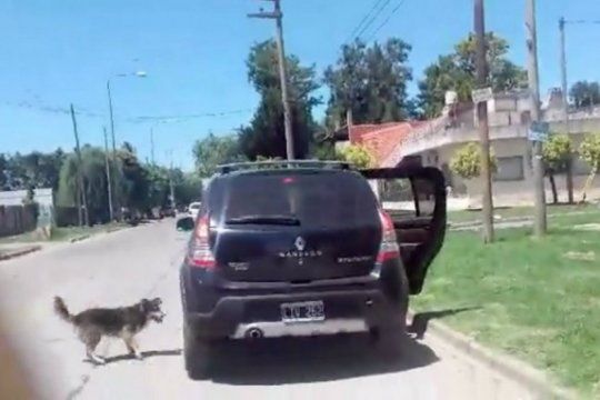 proteccionistas van a la justicia por el perro que corrio mas de 15 cuadras el auto de sus duenos