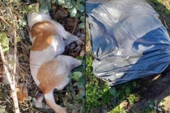 Sierra Chica, un pueblo angustiado por la muerte masiva de perros envenenados