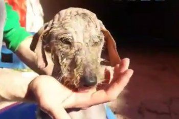 La organización Proyecto V protagonizó el rescate del perro Suko en Mercedes