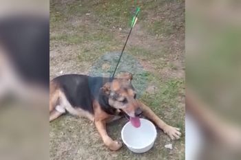 maltrato animal: hieren con una flecha a un perro callejero