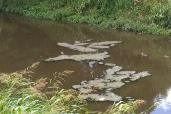 Los vecinos del arroyo Rodríguez viven afectados por el olor nauseabundo producto de vuelcos ilegales