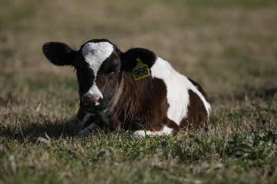 magdalena: robaron 35 vacas de un campo y nadie vio nada
