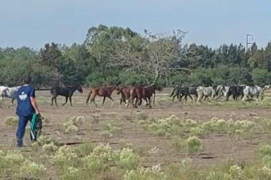 rescatan a 40 caballos desnutridos tras la muerte de otros 30 equinos