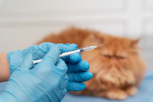 De forma gratuita, vecinos de Altos de San Lorenzo, San Carlos y Tolosa podrán acceder a la vacunación para sus perros y gatos.