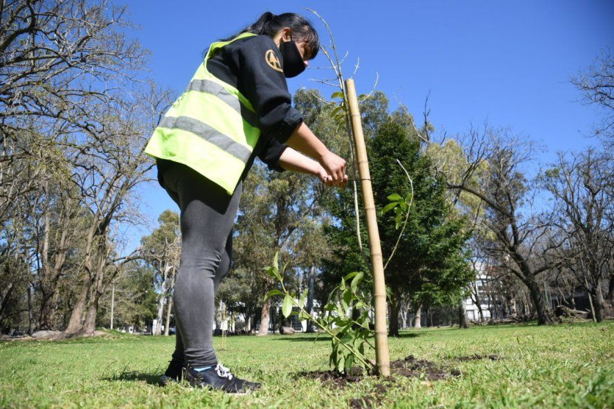 Se plantaron 150 árboles en el Paseo del Bosque de La Plata
