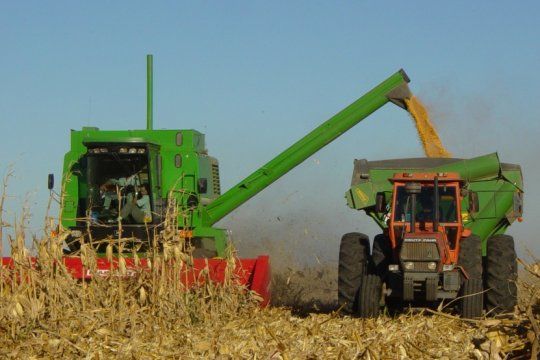 se cosecho mas del 44% de maiz en todo el pais y en buenos aires el rinde es el esperado