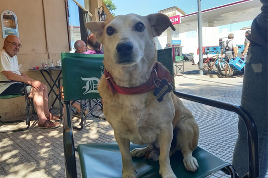 El perro callejero que hace compañía en un bar de Chivilcoy