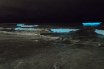 olas brillantes y azules sorprendieron a vecinos y turistas en mar del plata: ¿de que se trata?