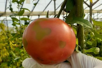 El Senasa detectó el virus rugoso del tomate en una plantación de Luján.
