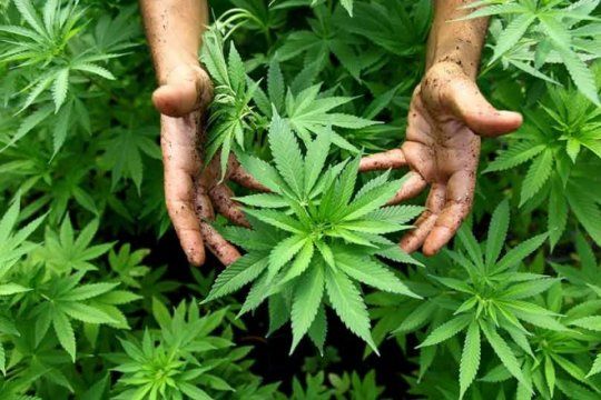 Mañana comienzan las Terceras Jornadas Internacionales en Cannabis, Enteógenos y Políticas de Drogas en la Unqui