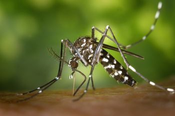 Brote histórico de dengue en la Argentina