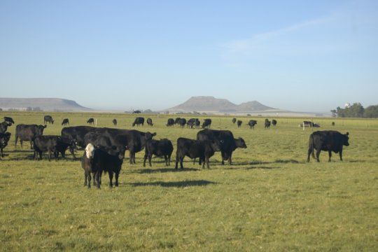 el stock bovino mantiene cierta estabilidad, pero igual cae el rodeo de vacas y vaquillonas