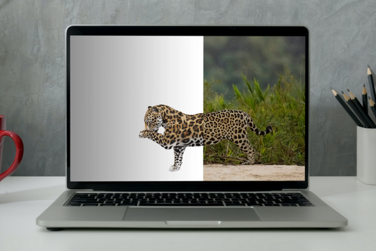 Google y Vida Silvestre crearon una herramienta que muestra animales en realidad aumentada.