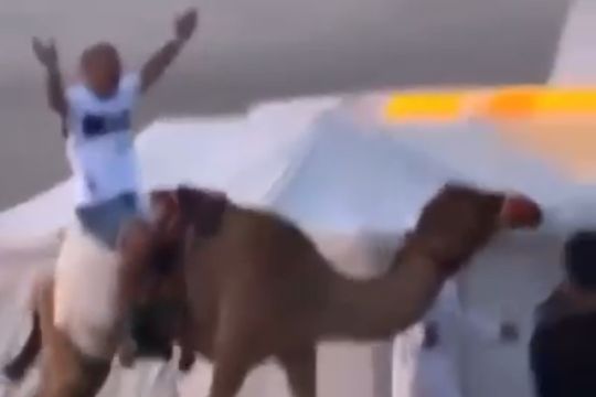 marcelo tinelli mostro a un hincha de gimnasia en un camello en qatar