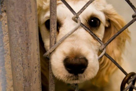 Un veterinario explicó cómo actuar en casos de maltrato animal