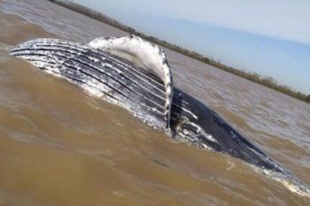 ensenada: encuentran una ballena jorobada en punta lara