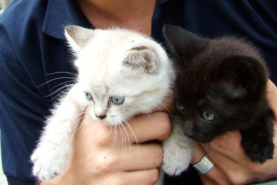 ¿por que no hay que dar en adopcion a gatos blancos y negros en octubre?
