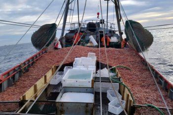 batalla por la pesca del langostino: desde chubut iran a la justicia para limitar las licencias