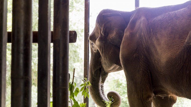 “Caravana”: mirá el tráiler de la película sobre la vida de la elefanta Pelusa antes de su viaje a Brasil