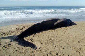 Apareció una ballena muerta en las playas del sur de Mar del Plata (Foto: Fauna Argentina)