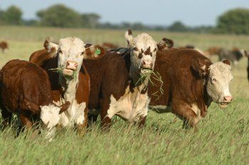 La NASA confirma que la ganadería argentina no contamina, según el IPVCA