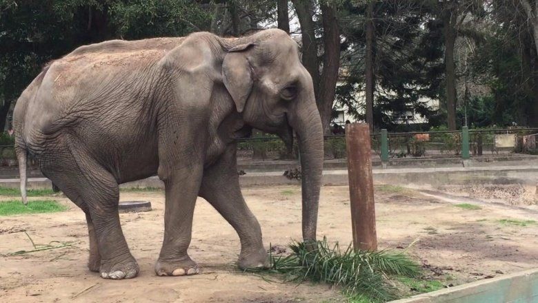 Cerca de la libertad: la elefanta Pelusa se entrena para viajar al santuario de Brasil antes del otoño