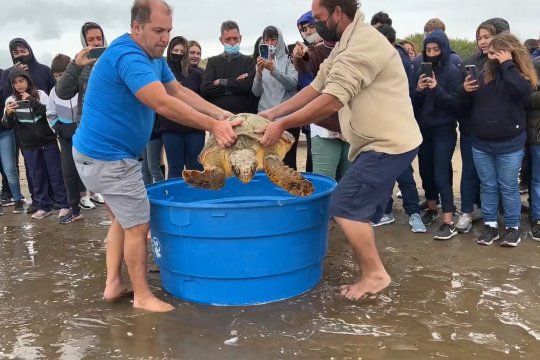 Las tortugas habían quedado atrapadas en redes de pesca