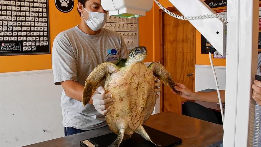 Seis tortugas marinas fueron devueltas al mar tras un mes de rehabilitación 