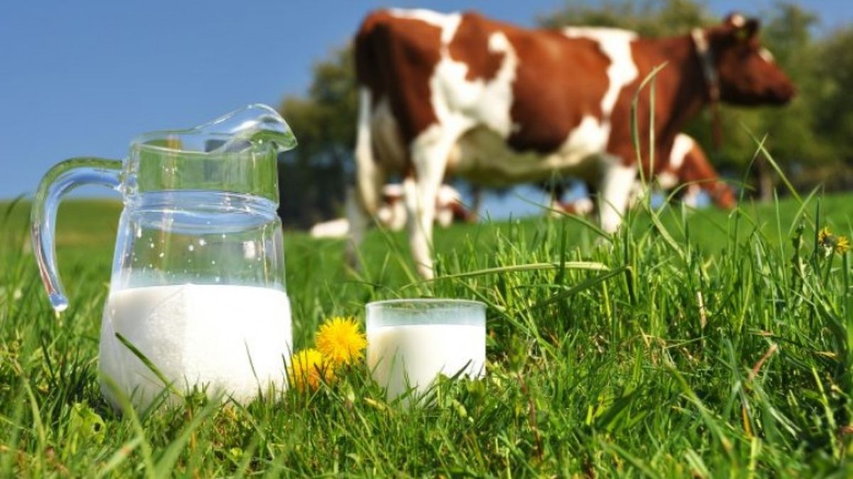 Leche de vaca sí o no?: Un especialista pone en duda sus beneficios y habla  de “demencia láctea” | Infocielo