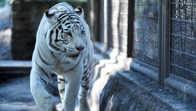 Tristeza en el Zoológico de La Plata: murió la tigresa blanca “Dhara”