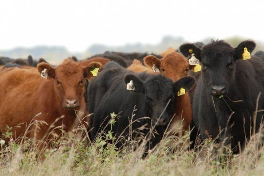 los criadores bovinos reconocen el buen momento de la actividad, pero reclaman acceso al credito