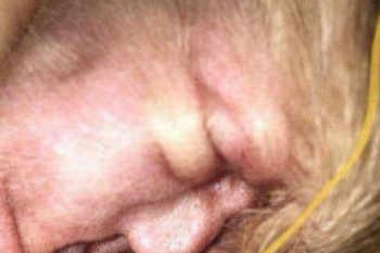 ?les juro que veo a donald trump?: la increible imagen de la oreja de un perro y su similitud con el presidente de eeuu