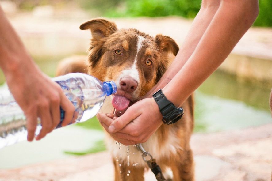 ¿Cómo evitar que nuestras mascotas sufran un golpe de calor?