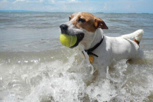vida de perros: todo lo que hay que saber para llevar mascotas a las playas de pinamar