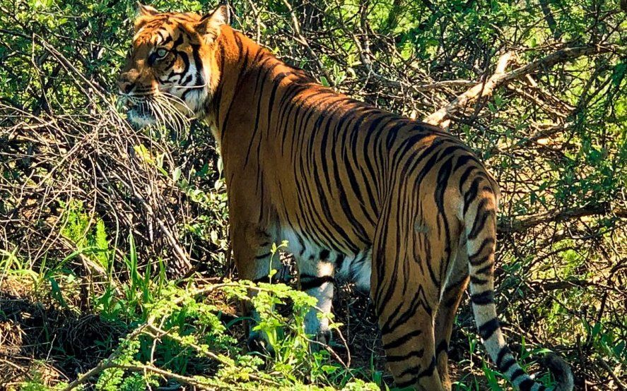 Video: así llegaba la tigresa del ex zoo platense al santuario de felinos de Sudáfrica