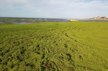 La Marea Verde en las playas de Claromecó provocada por la llegada de lentejas de agua