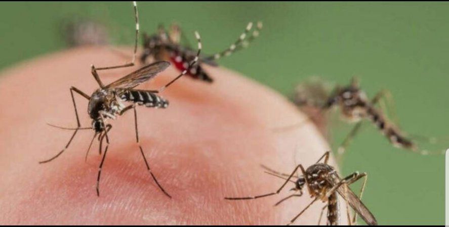 La invasión de mosquitos que ataca a La Plata y ciudades ribereñas bonaerenses