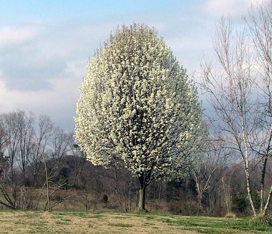 El peral de flor (Pyrus calleryana) causante del olor a semen en el Bosque de La Plata 
