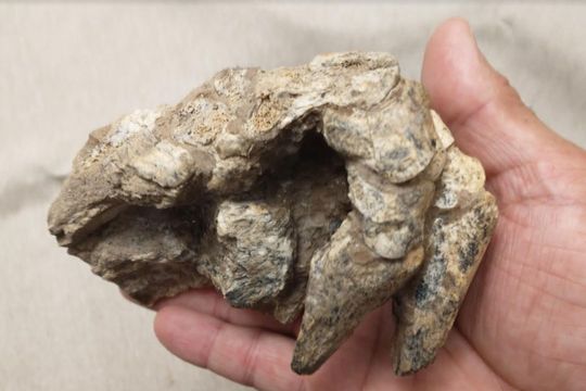 Encontraron fósiles de un armadillo que existió hace más de 500 mil años en San Pedro.