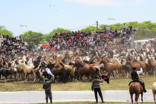 cabalgatas, jineteadas y pena: llega la 29° fiesta del talar de general madariaga