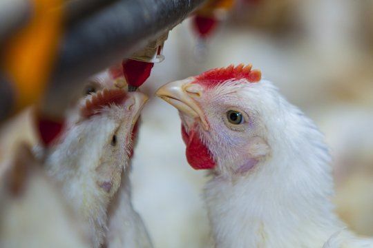 Continúan las medidas de prevención por la gripe aviar.